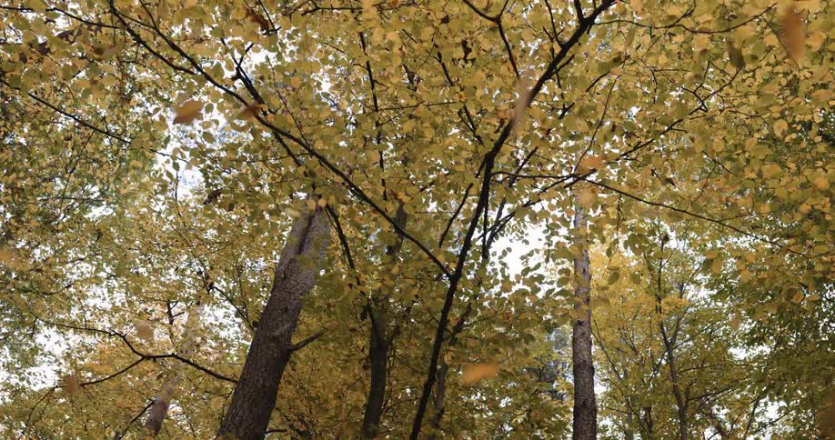 Brown leaves fall down in the autumn forest