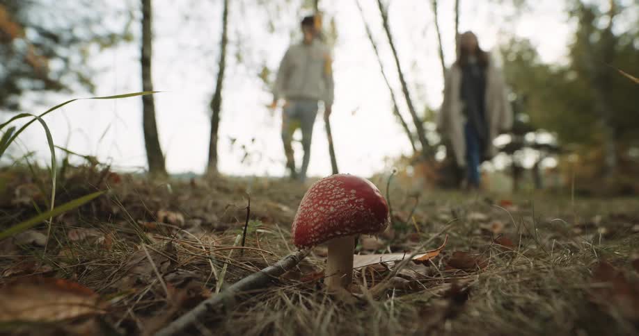 Two teenagers are walking through the woods and they stop to look at a mushroom on the ground and she takes a picture with her cell phone