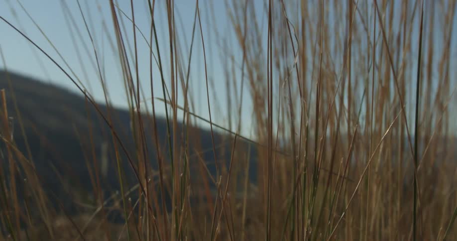 Tall brown grass is swaying on a mountain on sunny and breezy day