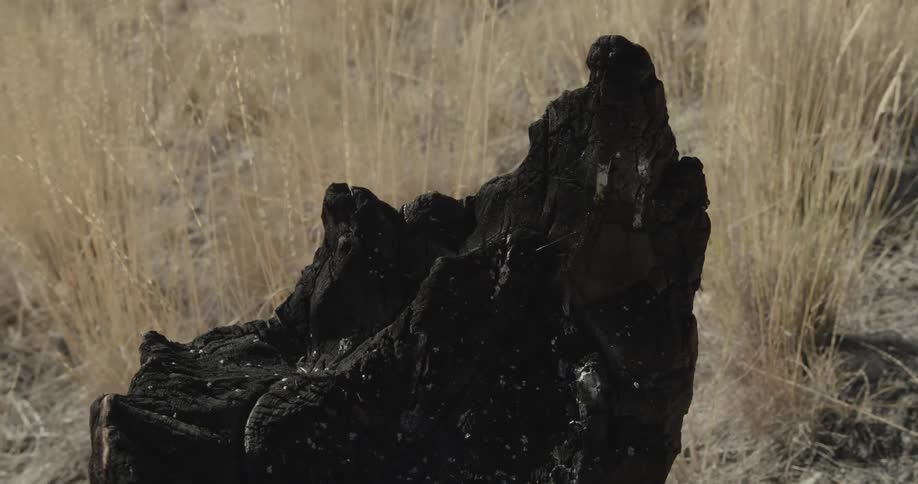An orbiting view of a charred tree stump amongst brown grass on a breezy day