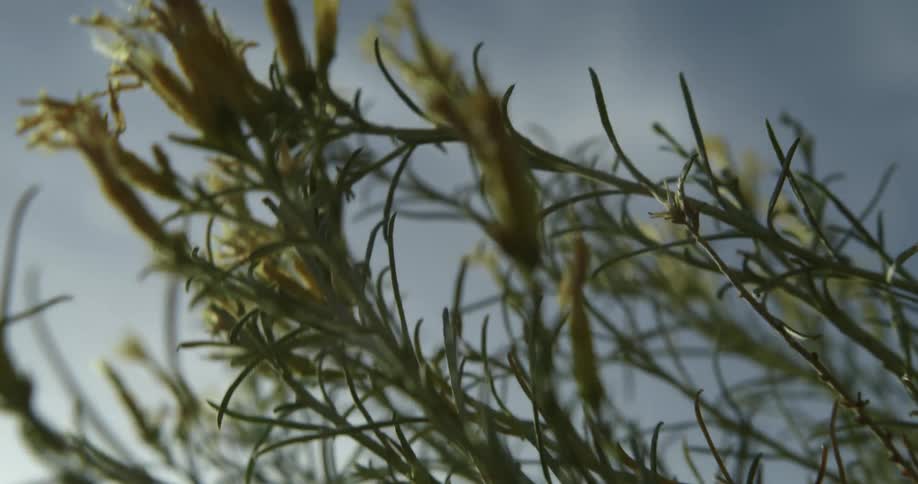 Closeup of flowering plant in mountainous region