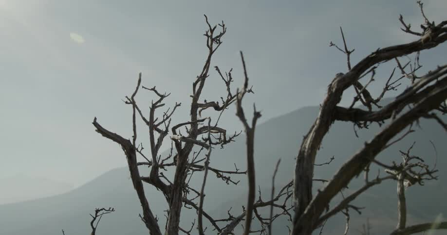 The sun shines on bare tree with high mountain in the background
