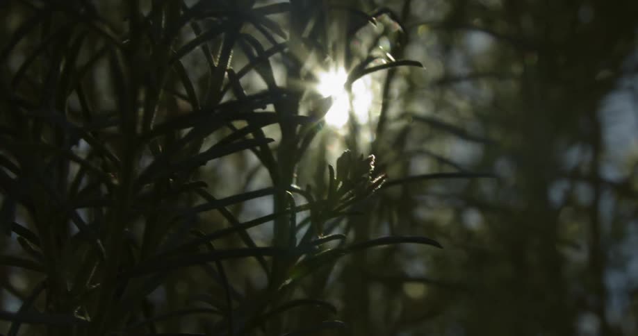 Close view of plants growing indoors with a bright light behind them in the evening