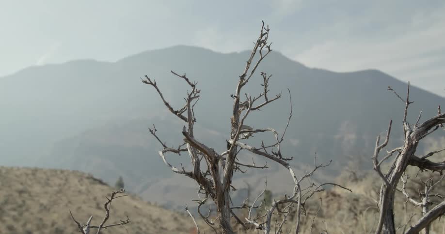 Close up of branches of bare tree on hill with high mountains in the background