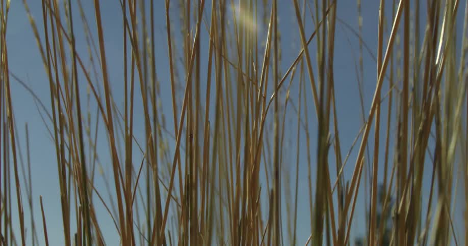 Close up of long brown stems of grasses