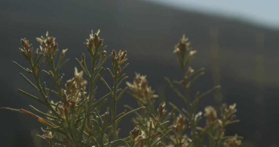 Close up of anaphalis javanica flowering plant in mountainous region