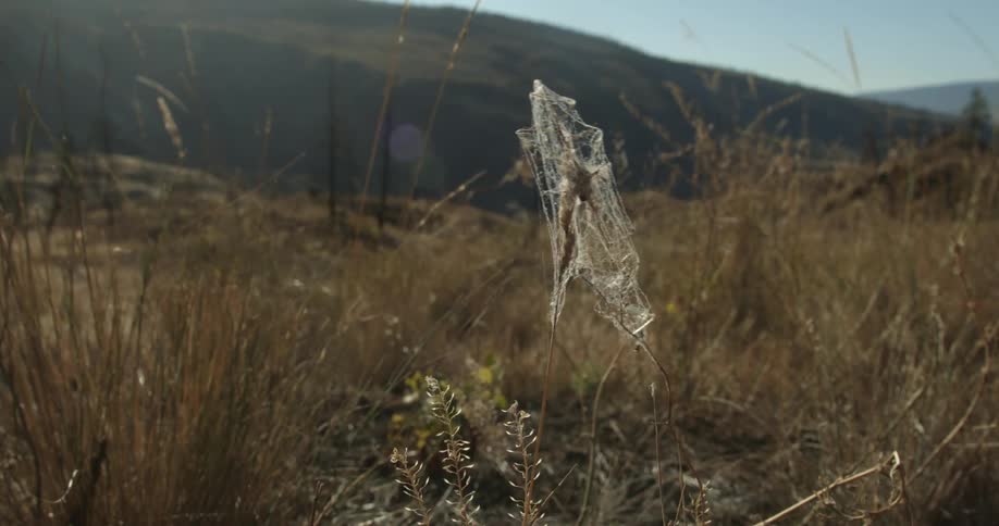 A cobweb clings to weeds blowing in the wind in a field