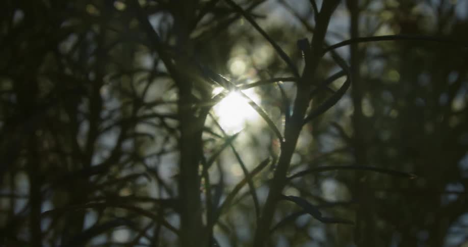 Sunlight peaks through the top of fir trees