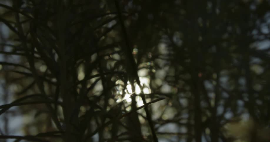 Bright sunlight shines through tall treetops