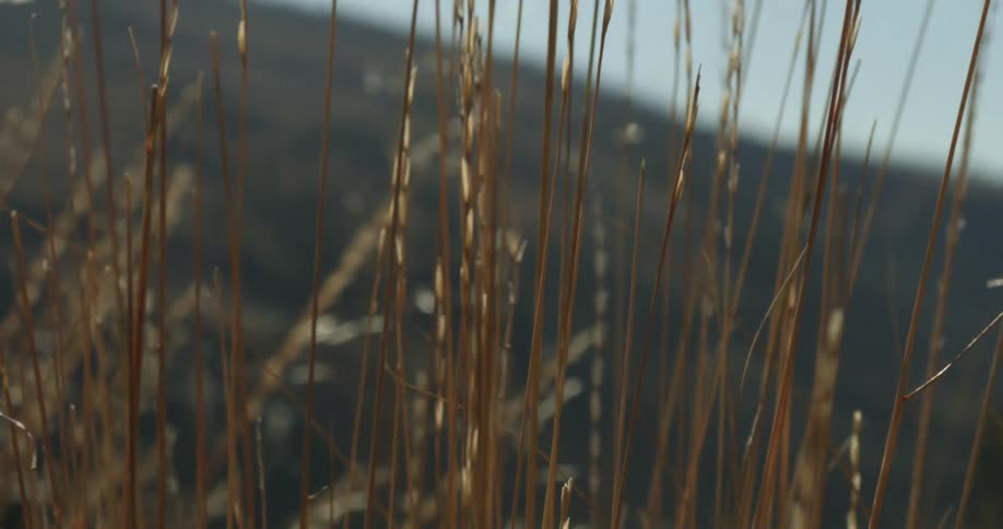 An up close of grains of grass blowing in the wind