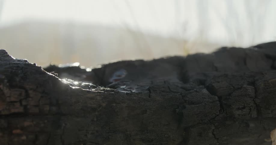 Close view of water dripping and splashing onto a fallen tree with a mountain in the distance in the daytime