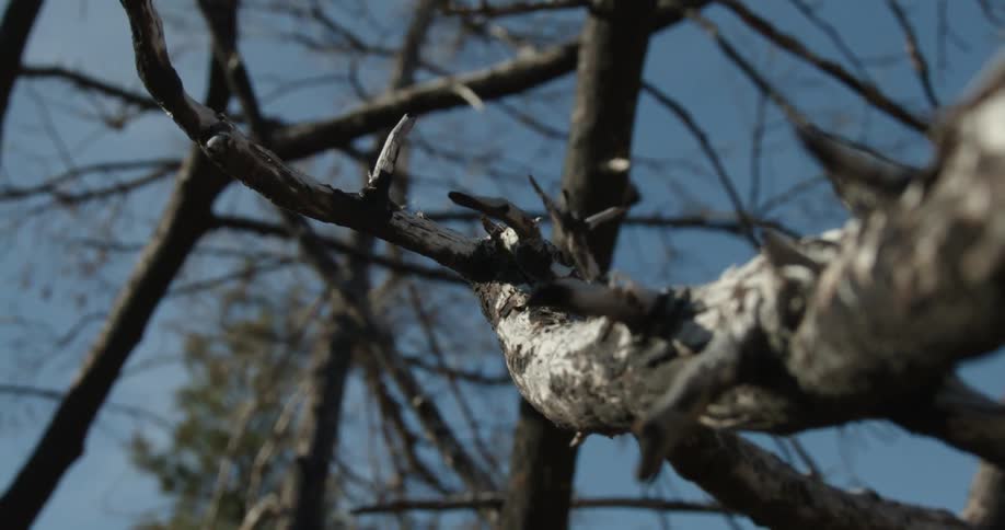 Some of the trees have no leaves