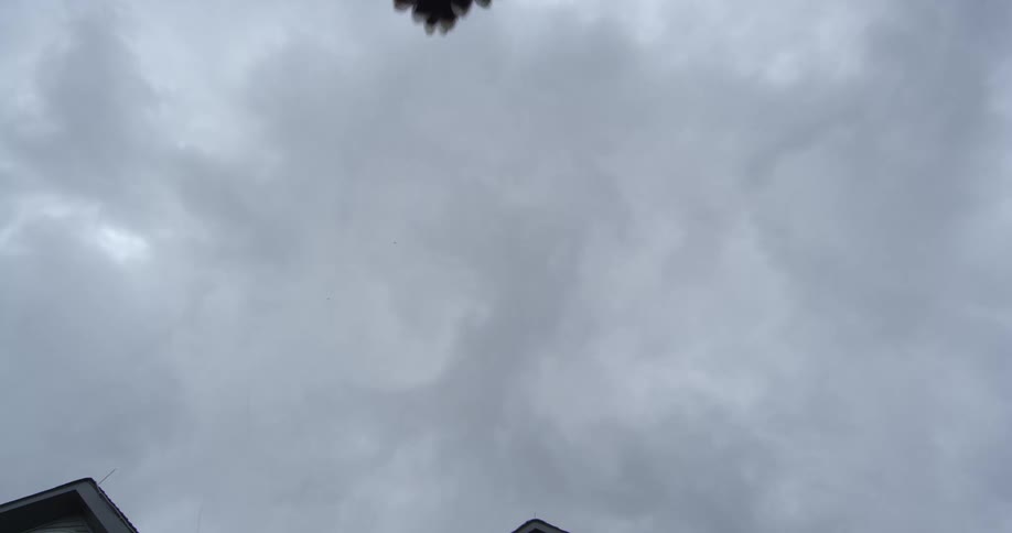 The bird flies under the clouds