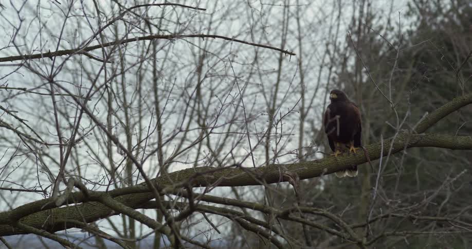 A large bird of prey rests on a barren tree