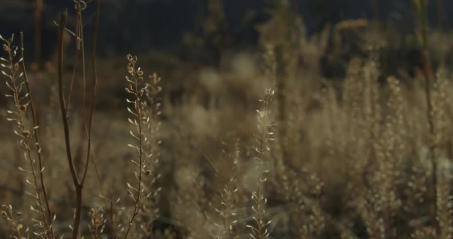 Anaphalis javanica flowering plant in mountainous region