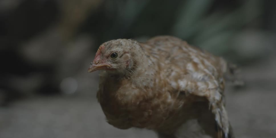 A chicken moves its head and wings before it walks away