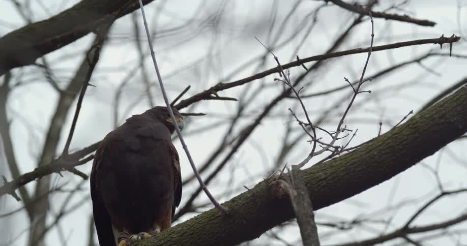 A hawk sits on a bare branch in a tree