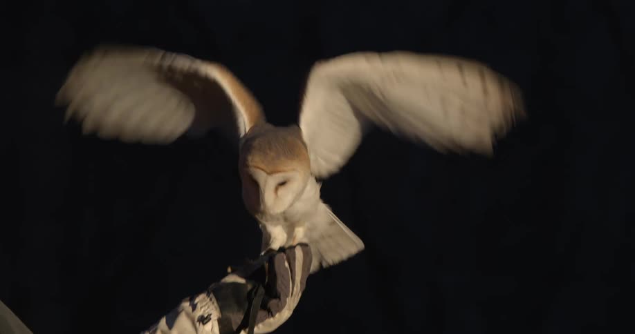 A wildlife rehabilitator attempts to release an owl at night