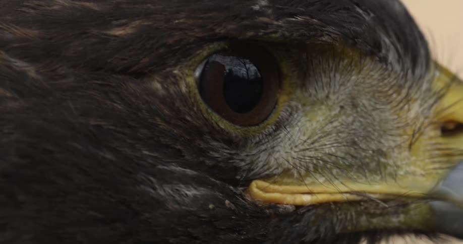 A bird turns its head looking around with a yellow stripe above its beak