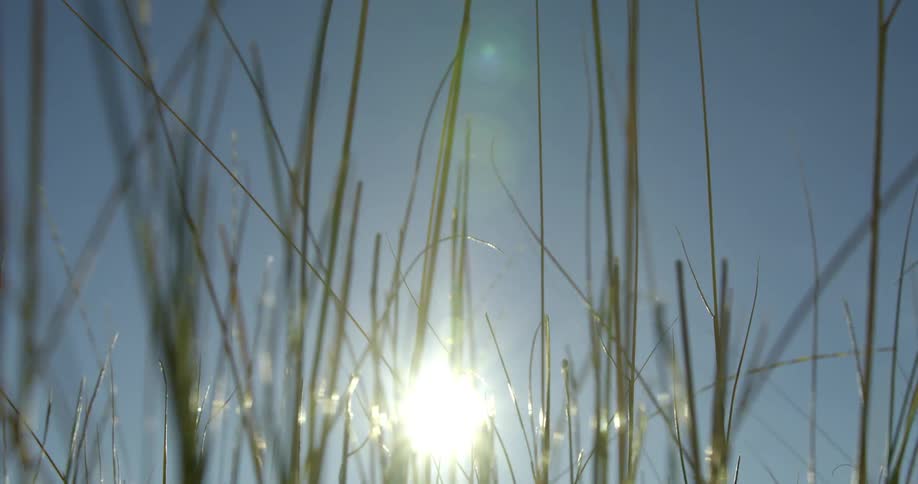 A close view of tall grass swaying in the breeze on a bright sunny day