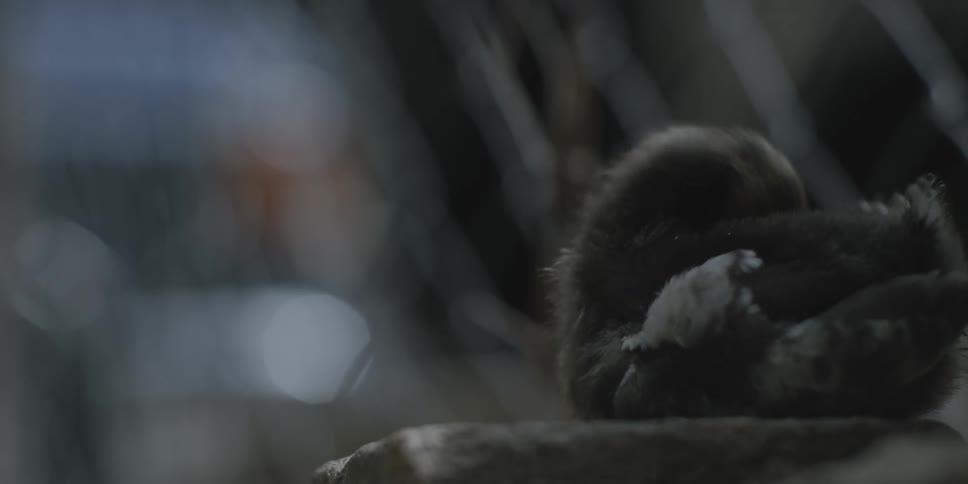 Black baby chicken perches on stone