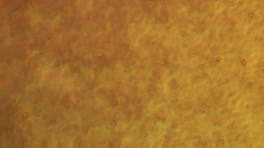 A yellow substance moves and ripples and a texture emerges as translucent spheres bounce across the organic morphing surface