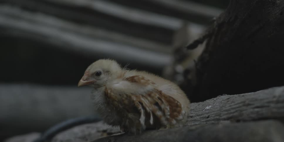 Closeup of chick sitting on wood