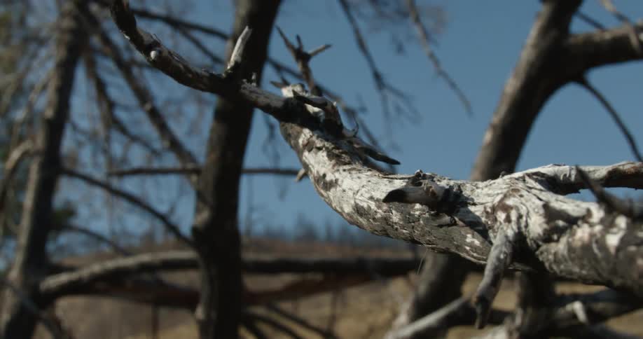 Branches of bare tree on brown hill slope