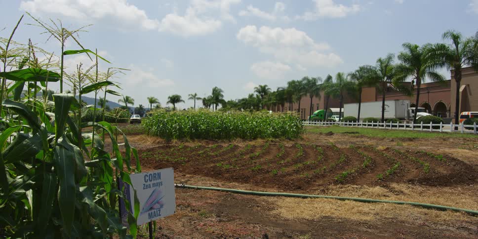 Corn is for sale on a suburban farm