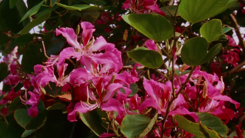 Close up view of flowers are displayed during spring