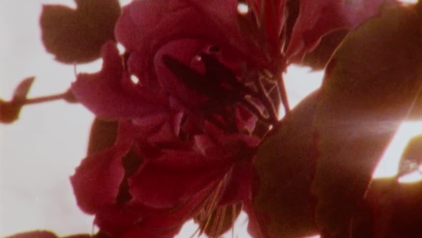 Sunlight shining on pink blossoms outside