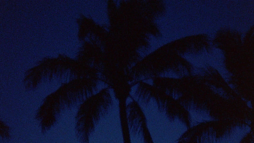 Silhouette of a palm tree against the deep dark blue sky at evening caught on vintage film
