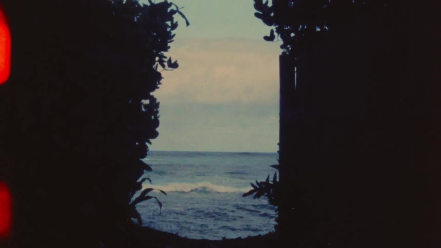 Trees plants and fences are silhouetted agains the ocean and sky
