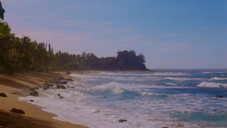The forest is right on the shore