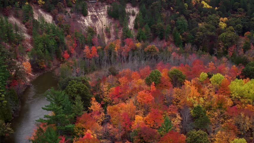 Aerial colorful fall trees in woods