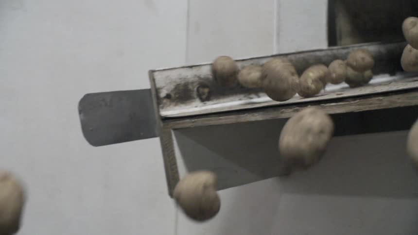 Potatoes roll off of a platform