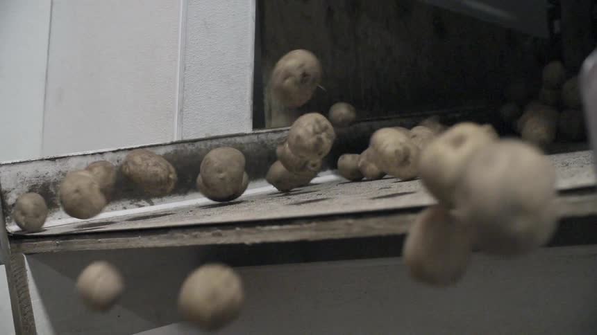 Potatoes roll off a ramp