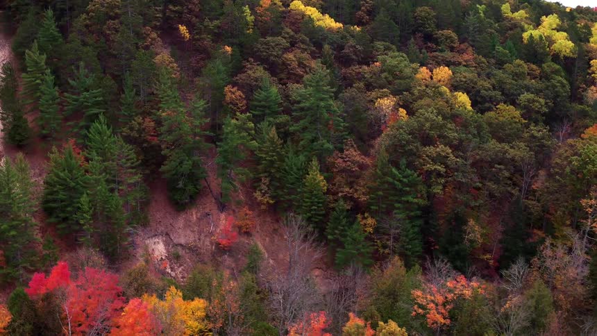 A colorful forest as seen from above in the day