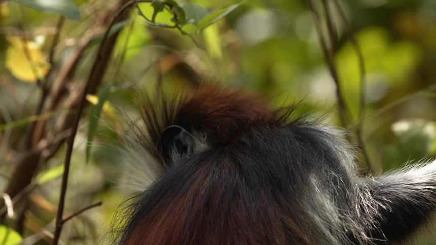 A monkey looks around at its surroundings while sitting in a tree during the day