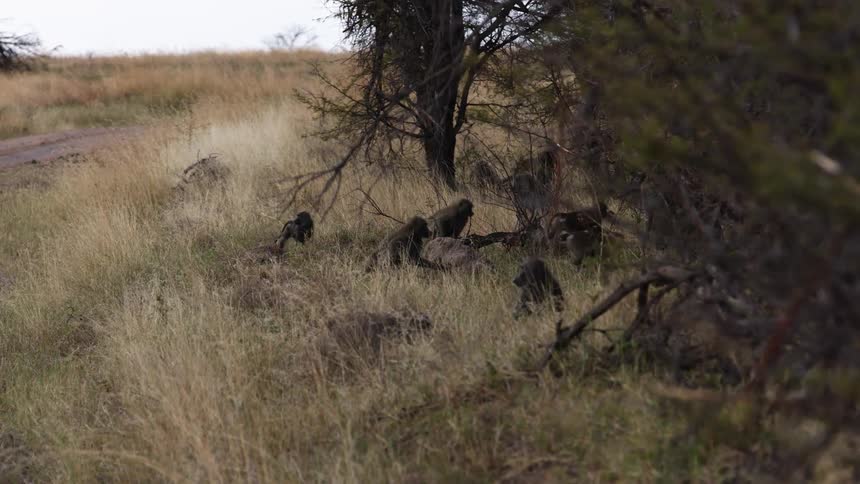A group of monkeys scurry away after looking at something in the distance