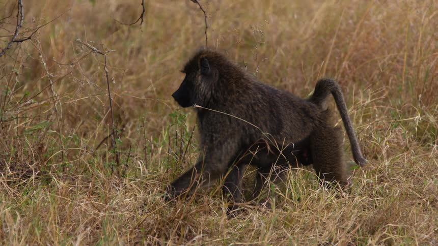 A monkey walks through a grassland during the day