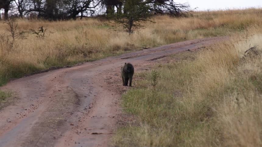 There is a monkey that is walking in a jungle at day time