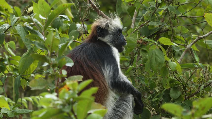 Monkey sits on branch chewing before leaping away