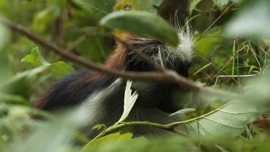 A monkey chews its food while sitting in a tree during the day