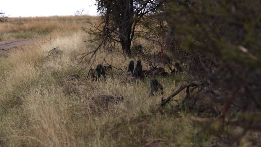 A group of monkeys are on the field