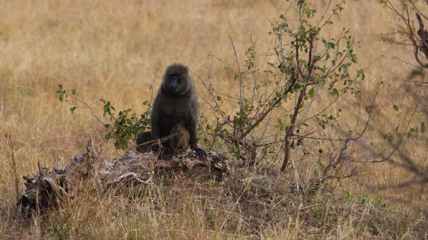 A monkey is crawling in the jungle wilderness