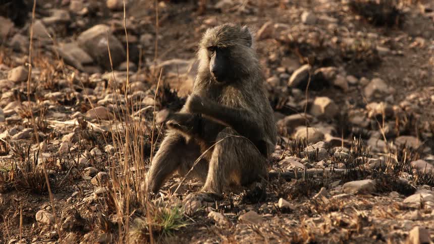 Monkey sitting on the ground breaking grass with its hands