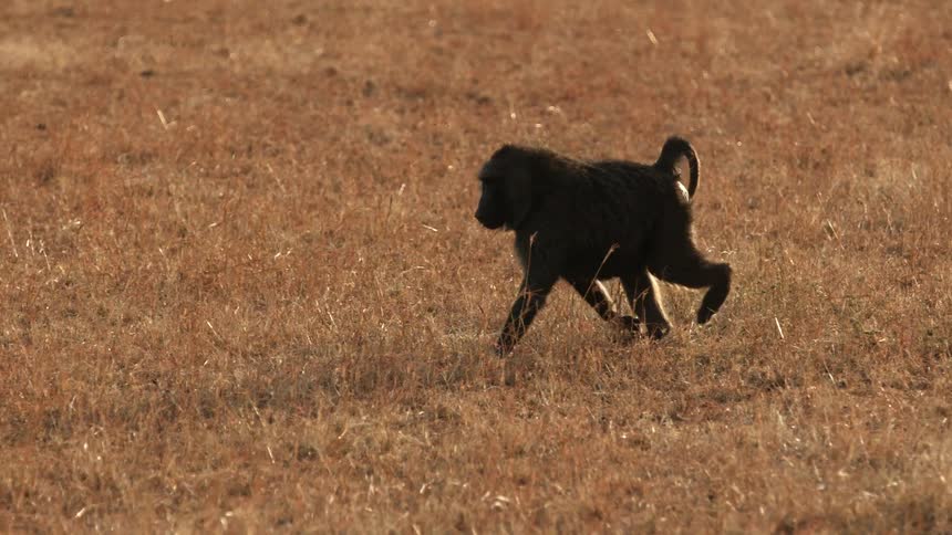 A monkey walking slowly across dried grass