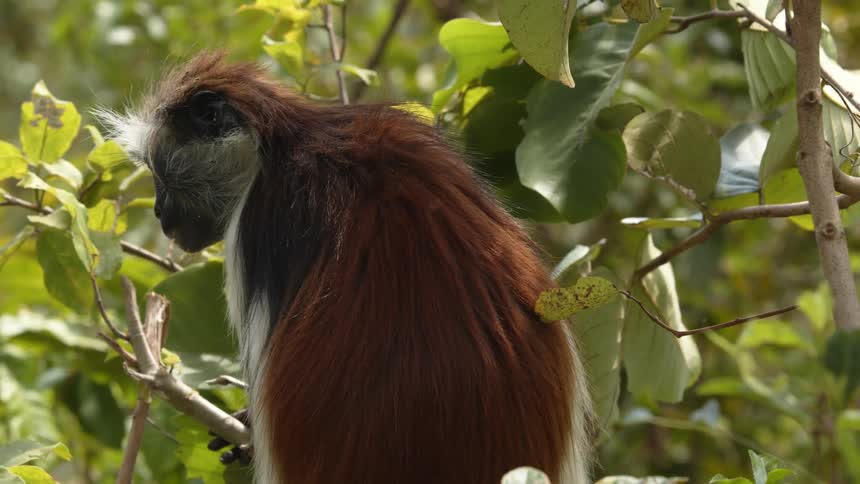 A monkey is eating leaves off a tree in the jungle