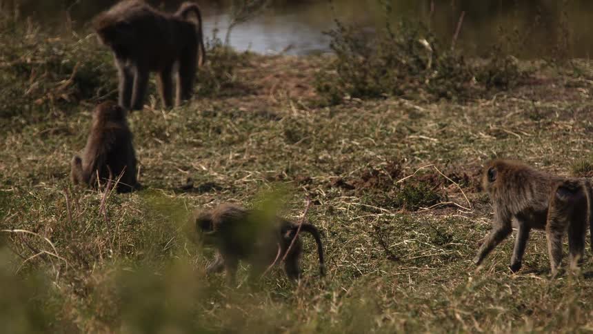 A group of monkeys search the grass for food during the day